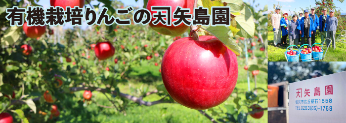 有機栽培りんごの矢島園